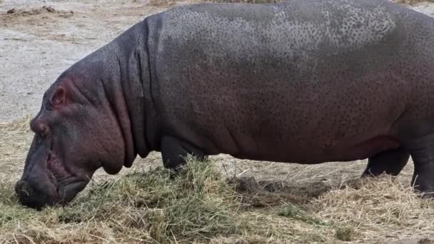 Hipopótamo comiendo hierba en imágenes de tierra. - Metraje, vídeo