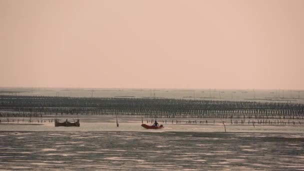 Fishermen drive small boats to inspect the cultured oysters, at dusk. Aogu Wetlands Forest Park is a base for eco-tourism. Dongshi Township,  Chiayi County, Taiwan - Footage, Video