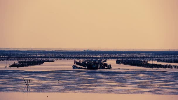 Los pescadores conducen pequeñas embarcaciones para inspeccionar las ostras cultivadas, al atardecer. Aogu Wetlands Forest Park es una base para el ecoturismo. Municipio de Dongshi, Condado de Chiayi, Taiwán - Imágenes, Vídeo