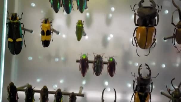 Large bug Collection. Closeup view of many different colorful bugs on the glass - Filmagem, Vídeo