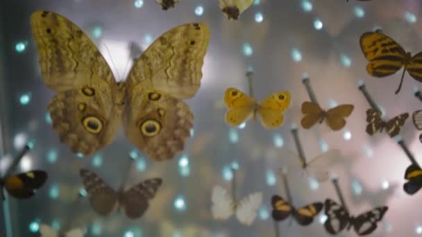 Nagy Pillangógyűjtemény. Szoros kilátás sok különböző színes pillangók az üvegen - Felvétel, videó
