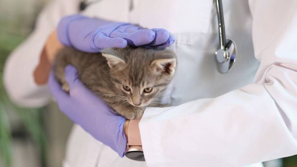 女性医師獣医師の近くに手に小さな子猫を保持する。獣医クリニックでの猫の健康診断と獣医学の概念 - 写真・画像