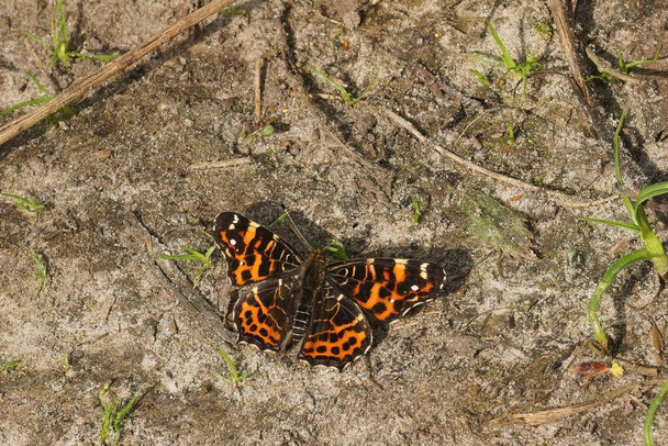 Natürliche Nahaufnahme auf der Landkarte Schmetterling, Araschnia levan sitzend mit ausgebreiteten Flügeln auf dem Boden - Foto, Bild