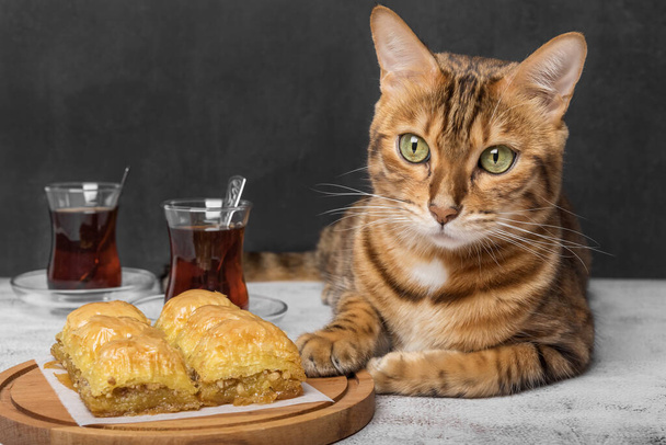 Traditions of Turkey - delicious baklava, Turkish tea and cat. - Photo, image