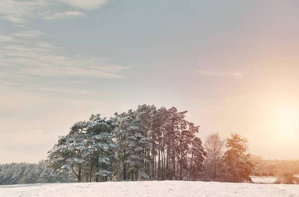 Nádherné zimní panorama. Krajina borovic je pokryta čerstvým sněhem. Borovice pokryté sněhem za mrazivého večera. - Fotografie, Obrázek