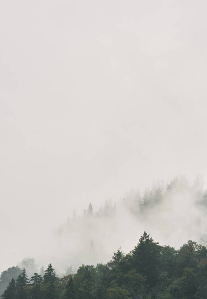 ポーランドのザコパネの霧の中にモミの木と山の斜面の風景 - 写真・画像