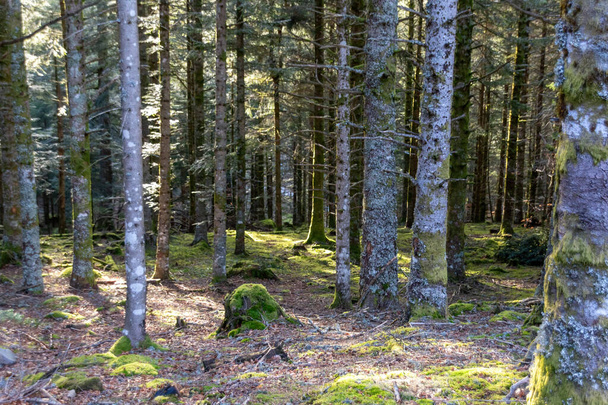 pień drzewa w lesie - Zdjęcie, obraz