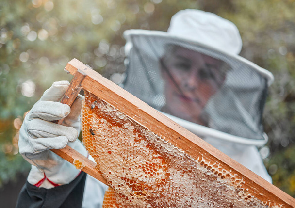安全スーツの農家や庭の労働者とミツバチの農場、女性やハニカム収穫。ミツバチと自然の中で養蜂に取り組む従業員の持続可能性、生態学、農業の仕事. - 写真・画像