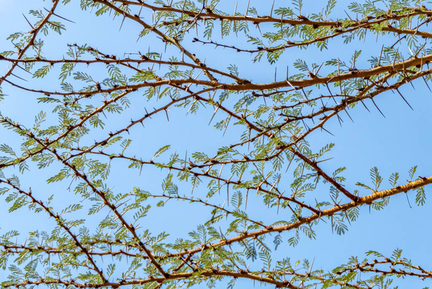 Acacia tree branches with thorns and young green leaves close up - Photo, Image