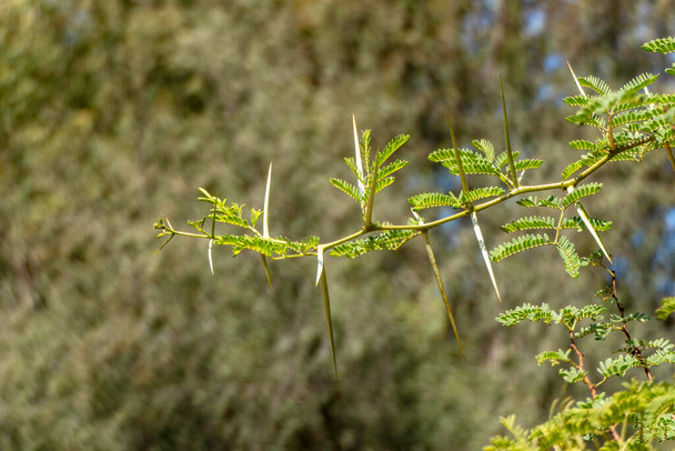 Acacia boomtakken met doornen en jonge groene bladeren van dichtbij - Foto, afbeelding
