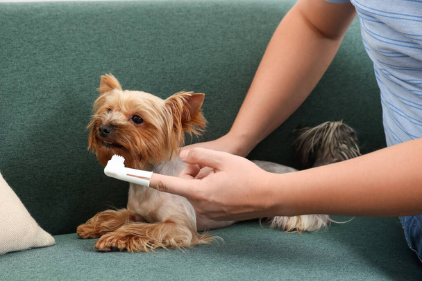 Man brushing dog's teeth on couch, closeup - Fotografie, Obrázek