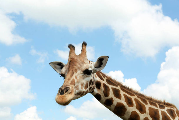 Beautiful spotted African giraffe against blue sky - 写真・画像