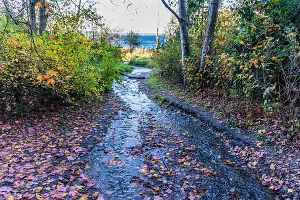Autumn colors beside a stream at Seahurst Park in Burien, Washington. - Foto, afbeelding