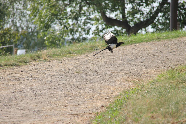 Urraca común vuela lejos - Foto, imagen