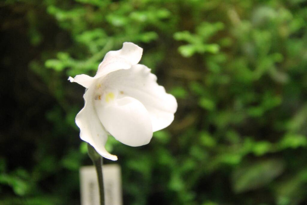 Dettaglio di Utricularia alpina, la vescica - Foto, immagini