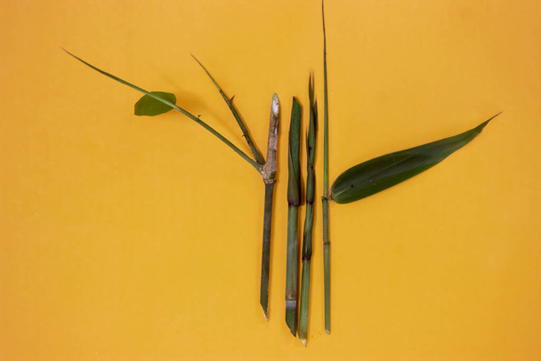 un pezzo di pianta di bambù, isolato su uno sfondo giallo - Foto, immagini