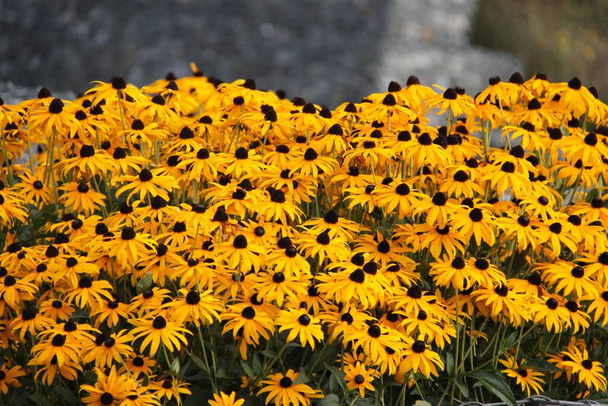 Rudbeckia, coneflowers lub czarnooka-susans w ciemnożółty kwiat - Zdjęcie, obraz