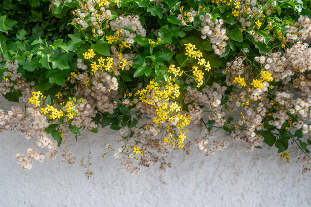 Ярко-желтые цветы и пушистые белые одуванчики, как семена и зеленые листья мыса плюща на белом фоне стены. Пространство для копирования текста внизу. Летняя природа обои. Альпинистский грунт - Фото, изображение
