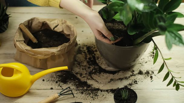 Transplanting plants into another pot, garden tools lie on a wooden table, a shovel, a yellow watering can, a sprinkler, a rake, gloves, a zamiokulkas flower, a striped haworthia flower, land for transplanting, fertilizers - Fotoğraf, Görsel