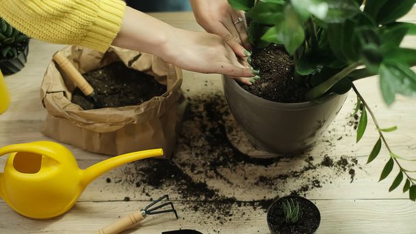 Transplanting plants into another pot, garden tools lie on a wooden table, a shovel, a yellow watering can, a sprinkler, a rake, gloves, a zamiokulkas flower, a striped haworthia flower, land for transplanting, fertilizers - Foto, immagini