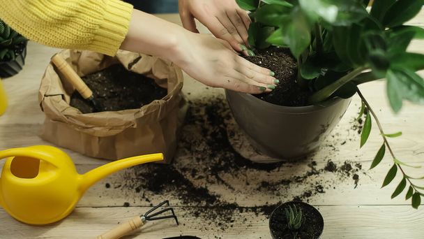 Transfer of plants to another pot, close-up of a gardener holding garden tools in his hand, in the background flowers Zamioculcas and Haworthia striped on a wooden table, a shovel, a yellow watering can, a rake, gloves - Foto, immagini