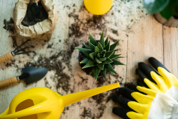 Work gloves, put on garden gloves, hands in yellow work gloves, garden tools lie on a wooden table, a shovel, a yellow watering can, a rake, gloves, zamiokulkas, striped haworthia - Zdjęcie, obraz