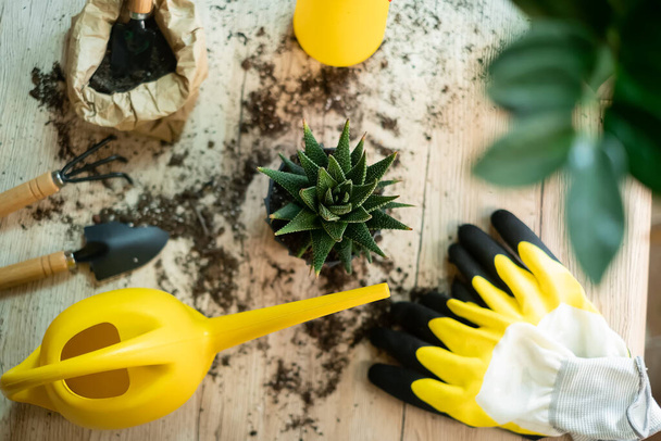 Transplanting plants into another pot, garden tools lie on a wooden table, a shovel, a yellow watering can, a sprinkler, a rake, gloves, a zamiokulkas flower, a striped haworthia flower, land for transplanting, fertilizers - Photo, Image