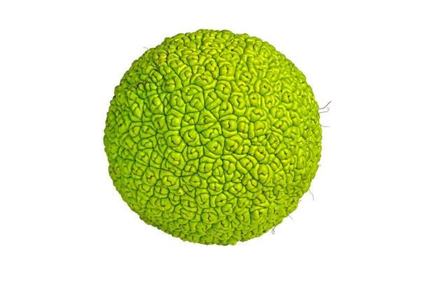 Zelené plody Maclura pomifera (Osage orange) izolované na bílém pozadí s ořezávací pěšinou. Makro fotografie, zaměření stohování - Fotografie, Obrázek