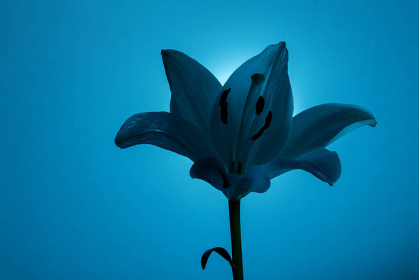 Fresh lily flower with delicate petals illuminated with neon light against blue background - Foto, Bild