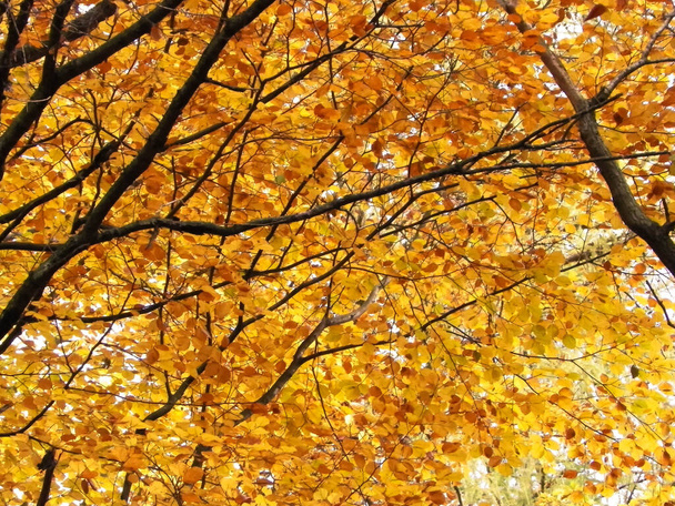 Υποκαταστήματα φθινοπωρινών δέντρων ως φόντο της φύσης. Χρυσό φθινόπωρο, αντίγραφο χώρου. - Φωτογραφία, εικόνα