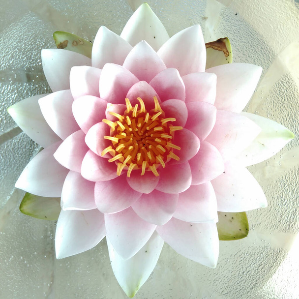 kwiat lilii wodnej lub lotosu, rodzaj roślin wodnych - Zdjęcie, obraz