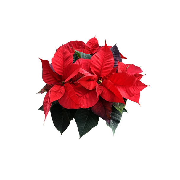 Red Poinsettia hagyományos karácsonyi virág elszigetelt vágott tárgy, fényes szezonális dekoráció téli ünnepek, nyírás út - Fotó, kép