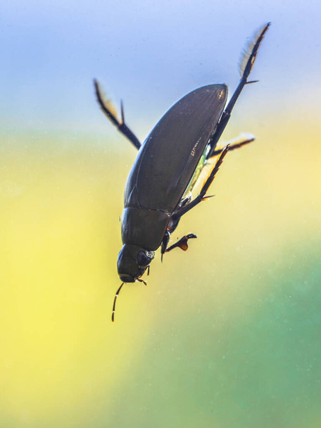 Great silver water beetle (Hydrophilus piceus) diving in freshwater habitat. This beetle is among the largest aquatic insects. Wildlife scene of nature in Europe. - Photo, Image