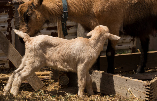Alpejskie kozie zwierzę mleczne. Macierzyństwo, związek między matką a nowonarodzonym kozłem. - Zdjęcie, obraz