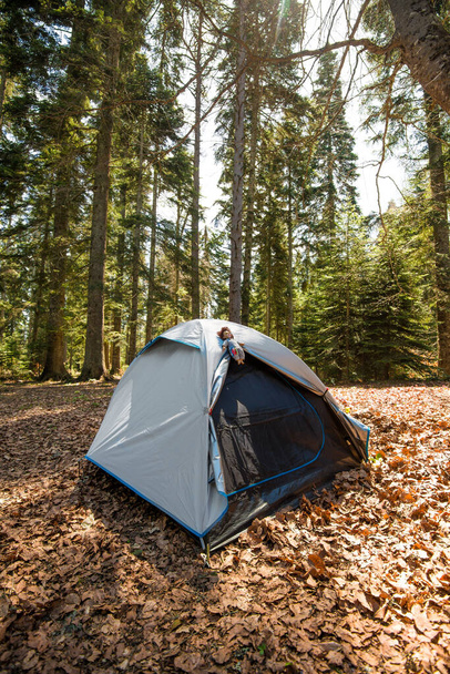 森の中だけでキャンプ。大きな木と野生生物 - 写真・画像