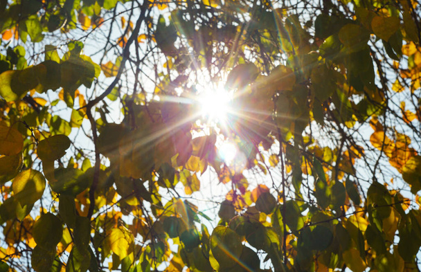                         Φως του ήλιου λάμπει μέσα από τα δέντρα               - Φωτογραφία, εικόνα