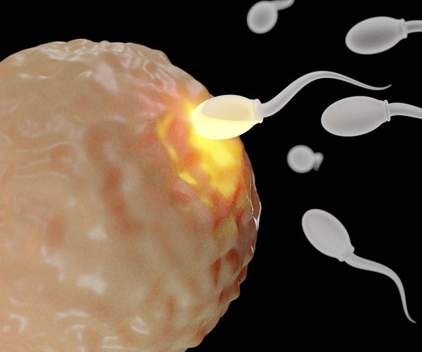 fertilização isolada esperma célula para célula de óvulo 3d renderização - Foto, Imagem