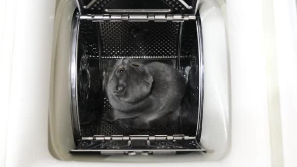 Un hermoso gatito escocés está sentado en una lavadora. Gatito gracioso. Vídeo 4k - Metraje, vídeo