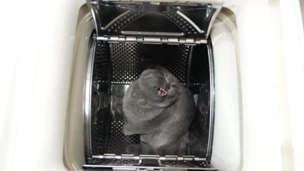 Scottish kitten sleeping in the washing machine, it looks with its head up. Beautiful kitten - Footage, Video