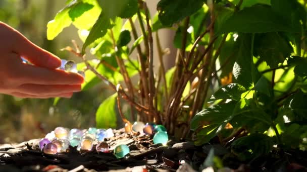 Όρμπιζ Υδρογέλ Μπάλες. Ενυδατώνει το χώμα και τα φυτά στον κήπο με μπάλες υδρογέλης. Χέρια ρίχνουμε υδρογέλη μπάλες κάτω από το θάμνο ορτανσία στον ήλιο.Υδρογέλη μπάλες για τον κήπο.4k πλάνα - Πλάνα, βίντεο