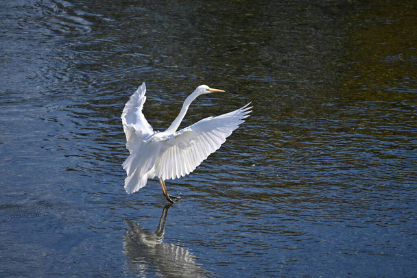 Biały egret trzepocze skrzydłami w strumieniu. Materiał tła dzikiego ptactwa. - Zdjęcie, obraz