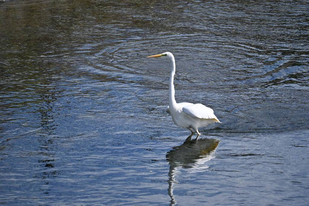 Biały egret trzepocze skrzydłami w strumieniu. Materiał tła dzikiego ptactwa. - Zdjęcie, obraz