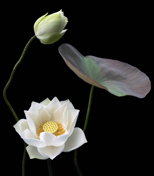 Schöne reinweiße Lotusblume auf schwarzem Hintergrund - Foto, Bild