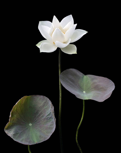 Güzel beyaz nilüfer çiçeği siyah arka planda - Fotoğraf, Görsel