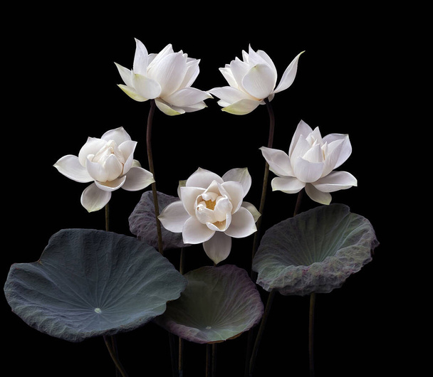 Güzel beyaz nilüfer çiçeği siyah arka planda - Fotoğraf, Görsel