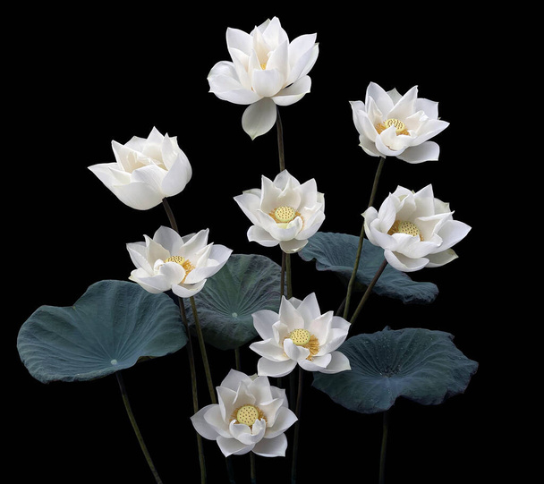Beautiful pure white lotus in black background - Photo, Image