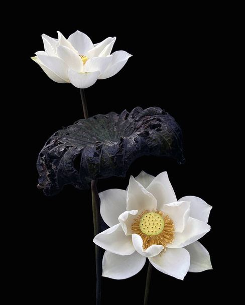Beau lotus blanc pur en fond noir - Photo, image