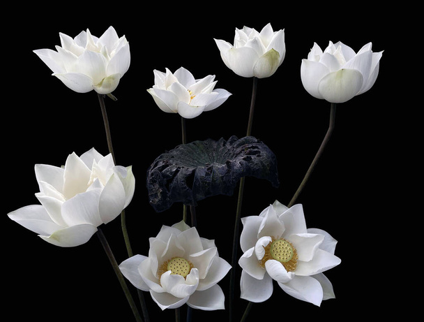 Белый лотос на черном фоне - Фото, изображение
