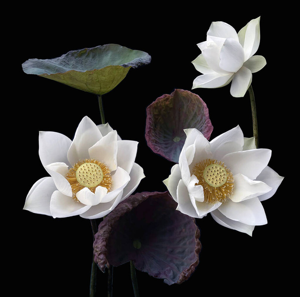 Krásné čistě bílé lotos v černém pozadí - Fotografie, Obrázek
