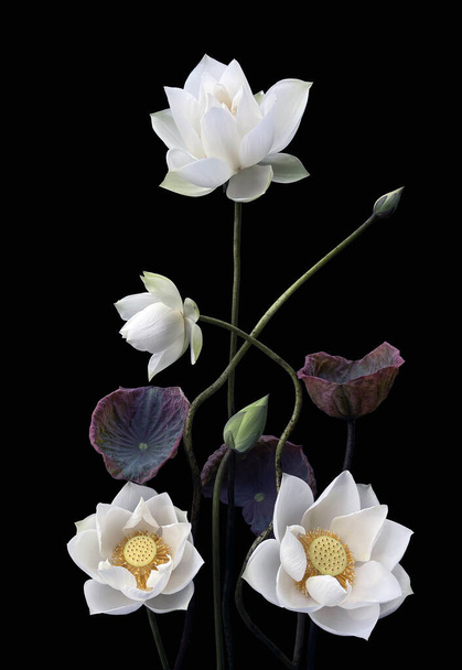 Mooie zuiver witte lotus in zwarte achtergrond - Foto, afbeelding